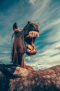 Head of chestnut horse with its mouth wide open over the back of another horse. Original public domain image from Wikimedia Commons