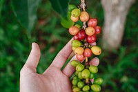 Vine of unriped grapes. Original public domain image from Wikimedia Commons