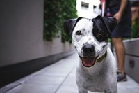 Black and white dog smiling at the camera. Original public domain image from <a href="https://commons.wikimedia.org/wiki/File:Vancouver,_Canada_(Unsplash_NH1d0xX6Ldk).jpg" target="_blank">Wikimedia Commons</a>