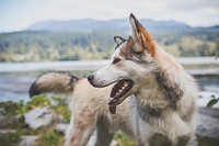 Husky standing in scenic background. Original public domain image from Wikimedia Commons