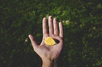 Yellow leaf. Original public domain image from Wikimedia Commons