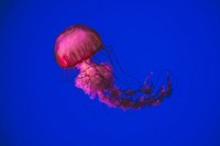 Jellyfish. Original public domain image from Wikimedia Commons