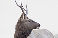 Determined Young Elk. Original public domain image from Wikimedia Commons