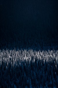 Sun shining on the treetops in a dense coniferous forest in Clearwater County, Canada. Original public domain image from Wikimedia Commons