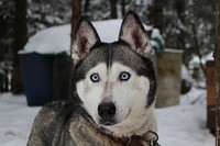Siberian husky dog with bright blue eyes in the snow. Original public domain image from <a href="https://commons.wikimedia.org/wiki/File:Siberian_Husky_(Unsplash).jpg" target="_blank" rel="noopener noreferrer nofollow">Wikimedia Commons</a>