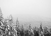 Drone view of snow covered trees amidst the mass of forest land at the Mont Sutton ski hills in Quebec. Original public domain image from Wikimedia Commons