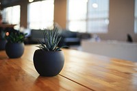 Succulents in black round pots on a wooden surface. Original public domain image from Wikimedia Commons