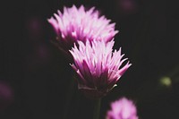 Pink flower. Original public domain image from <a href="https://commons.wikimedia.org/wiki/File:Boyle,_Canada_(Unsplash).jpg" target="_blank">Wikimedia Commons</a>