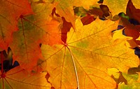 Autumn leaves. Original public domain image from Wikimedia Commons