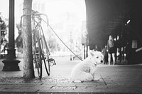 Black and white shot of dog corded to bicycle beside street. Original public domain image from <a href="https://commons.wikimedia.org/wiki/File:Dog_waits_for_owner_on_leash_(Unsplash).jpg" target="_blank">Wikimedia Commons</a>