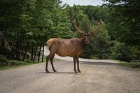 A large brown moose standing on a dirt road by a forest looking at the camera. Original public domain image from Wikimedia Commons