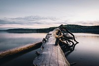 Log on the water. Original public domain image from Wikimedia Commons