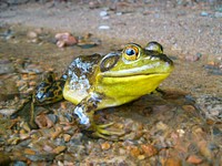 Green frog in Opeongo Lake, Canada. Original public domain image from Wikimedia Commons