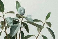 Rubber fig plant background. Original public domain image from <a href="https://commons.wikimedia.org/wiki/File:Green_plants_(Unsplash).jpg" target="_blank">Wikimedia Commons</a>