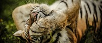 Close-up of a tiger covering its eye with its paw while lying in the grass. Original public domain image from Wikimedia Commons