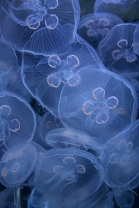 The macro view of blue jelly fishes underwater in Vancouver Aquarium Marine Science Centre. Original public domain image from Wikimedia Commons