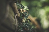 Green ivy leaves. Original public domain image from Wikimedia Commons