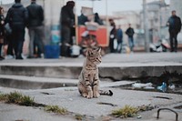 Domestic cat sitting on sidewalk with people walking in background. Original public domain image from Wikimedia Commons