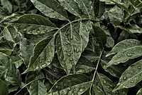 Close-up of large dewdrops on dark green leaves. Original public domain image from <a href="https://commons.wikimedia.org/wiki/File:Dewdrops_on_leaves_(Unsplash).jpg" target="_blank" rel="noopener noreferrer nofollow">Wikimedia Commons</a>