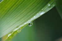 Water droplet on a green leaf. Original public domain image from Wikimedia Commons