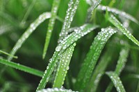 Water dew on the grasses. Original public domain image from Wikimedia Commons