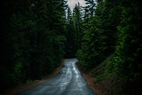 A wet asphalt road lined with green conifers in Crescent. Original public domain image from Wikimedia Commons