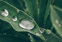 Water collected in the leaf. Original public domain image from Wikimedia Commons