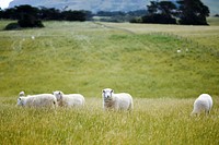 Sheep graze in a grassy hillside in New Zealand. Original public domain image from Wikimedia Commons