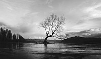 Black and white long shot of The Wanaka Tree in New Zealand with cloudy sky. Original public domain image from Wikimedia Commons