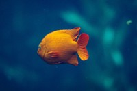 Fish at Monterey Bay aquarium. Original public domain image from Wikimedia Commons