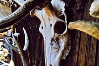 An animal skull with long antlers hanging on a wooden wall. Original public domain image from <a href="https://commons.wikimedia.org/wiki/File:Secret_skulls_(Unsplash).jpg" target="_blank" rel="noopener noreferrer nofollow">Wikimedia Commons</a>