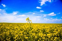 Field of yellow petaled flowers. Original public domain image from Wikimedia Commons