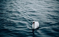 Beautiful swan in a lake. Original public domain image from Wikimedia Commons