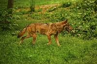 A coyote walking on green grass field. Original public domain image from <a href="https://commons.wikimedia.org/wiki/File:Ross_Sokolovski_2016-06-06_(Unsplash).jpg" target="_blank">Wikimedia Commons</a>