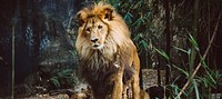 Lion standing in the woods. Original public domain image from <a href="https://commons.wikimedia.org/wiki/File:Proud_lion_in_close-up_(Unsplash).jpg" target="_blank">Wikimedia Commons</a>