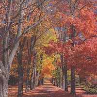Autumn park alley in Catskill Mountains, United States. Original public domain image from Wikimedia Commons