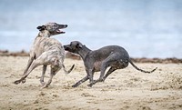 Two dogs playing on the St Kilda sand beach. Original public domain image from Wikimedia Commons