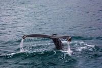 A whale's tail. Original public domain image from Wikimedia Commons