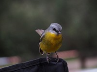 Gray headed, yellow bellied bird perched. Original public domain image from Wikimedia Commons