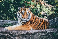 Tiger sitting on rock in front of leafy green trees and vegetation in sunlight, Copenhagen. Original public domain image from Wikimedia Commons