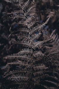 Close-up of dry fern leaves. Original public domain image from <a href="https://commons.wikimedia.org/wiki/File:Golden_Fern_(Unsplash).jpg" target="_blank" rel="noopener noreferrer nofollow">Wikimedia Commons</a>