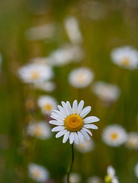 Close up of daisy wildflower in Spring on grass. Original public domain image from <a href="https://commons.wikimedia.org/wiki/File:Daisy-wildflower-close_(Unsplash).jpg" target="_blank" rel="noopener noreferrer nofollow">Wikimedia Commons</a>