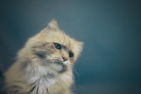 Macro of a furry cat with long whiskers. Original public domain image from Wikimedia Commons