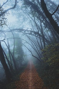 A leaf-covered path through a foggy forest. Original public domain image from Wikimedia Commons