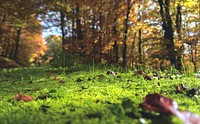 Autumn forest. Original public domain image from Wikimedia Commons