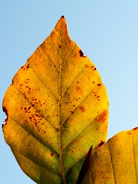 Details on an orange and yellow autumn leaf. Original public domain image from <a href="https://commons.wikimedia.org/wiki/File:Signs_of_Fall_(Unsplash).jpg" target="_blank" rel="noopener noreferrer nofollow">Wikimedia Commons</a>