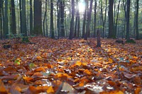 A low shot of a forest floor covered with autumn leaves. Original public domain image from <a href="https://commons.wikimedia.org/wiki/File:Autumn_leaf_blanket_(Unsplash).jpg" target="_blank" rel="noopener noreferrer nofollow">Wikimedia Commons</a>