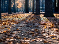 Autumn leaves fallen on the pavement in a park. Original public domain image from <a href="https://commons.wikimedia.org/wiki/File:Fall_in_the_Park_(Unsplash).jpg" target="_blank" rel="noopener noreferrer nofollow">Wikimedia Commons</a>