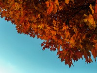 Orange maple leaves and fall foliage against the blue sky. Original public domain image from <a href="https://commons.wikimedia.org/wiki/File:Fall_foliage_(Unsplash).jpg" target="_blank">Wikimedia Commons</a>