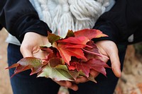 Hands holding leaves. Original public domain image from Wikimedia Commons